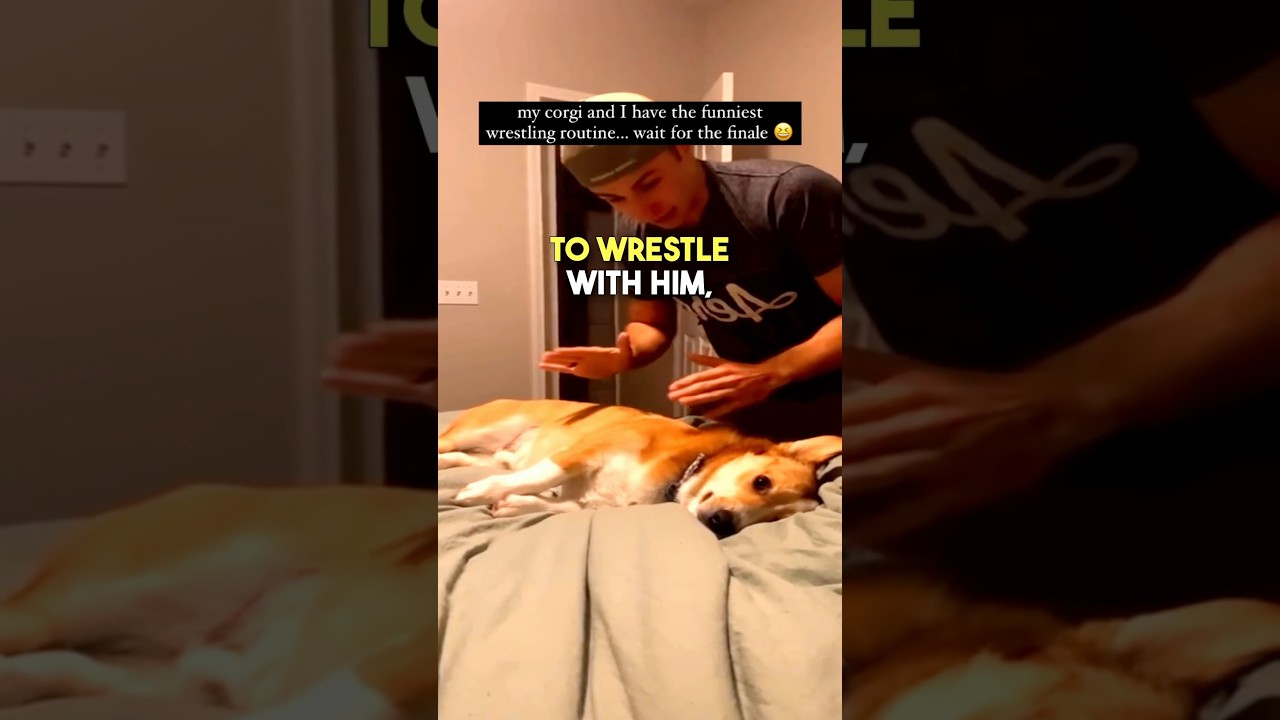 This Corgi has ATTITUDE 🤣🤣