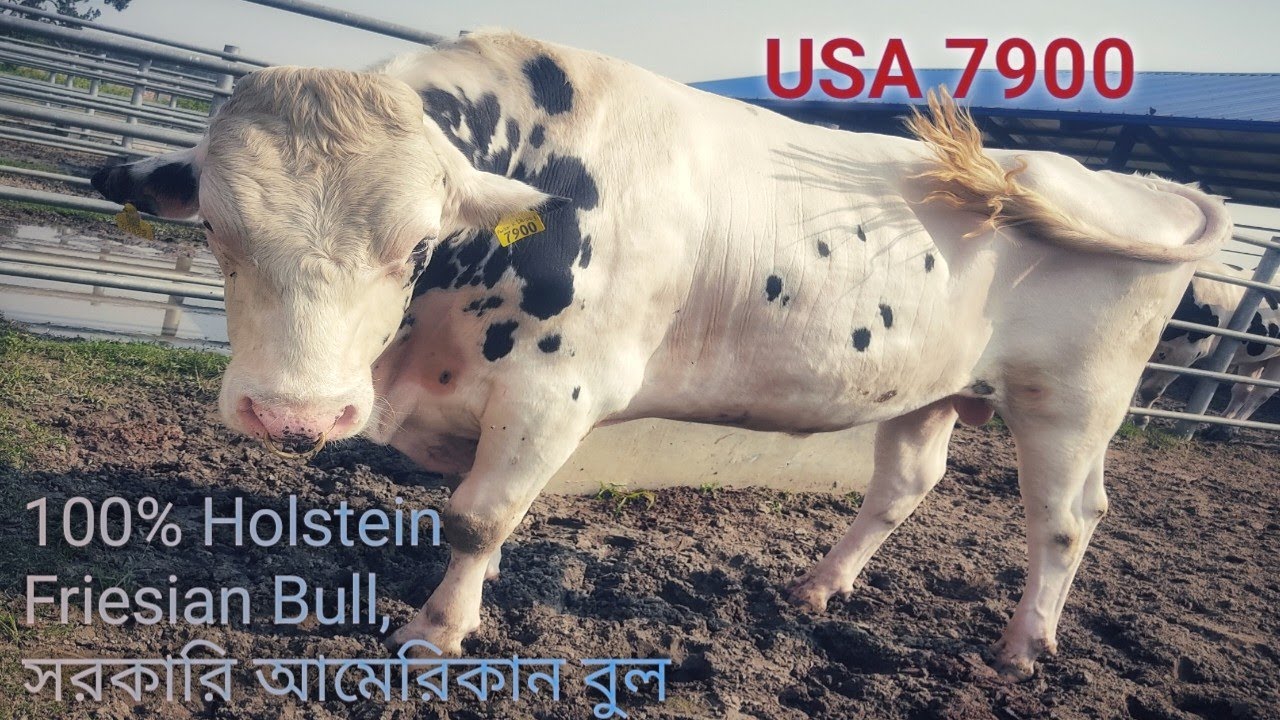 Us 7900 || সবথেকে সুন্দর আর সুঠামদেহী আমারিকান বুল || 100% Holstein Friesian Bull usa7900