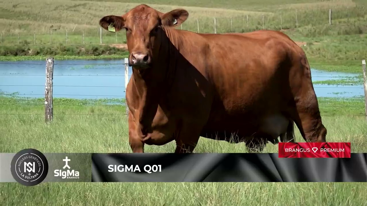 SIGMA Q01 · Donantes Núcleo Genético La Sultana