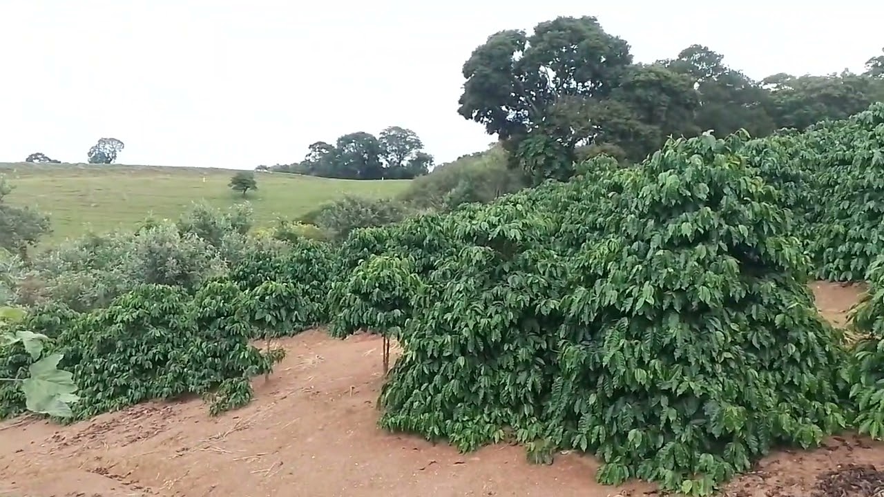 coisas  da  vida 