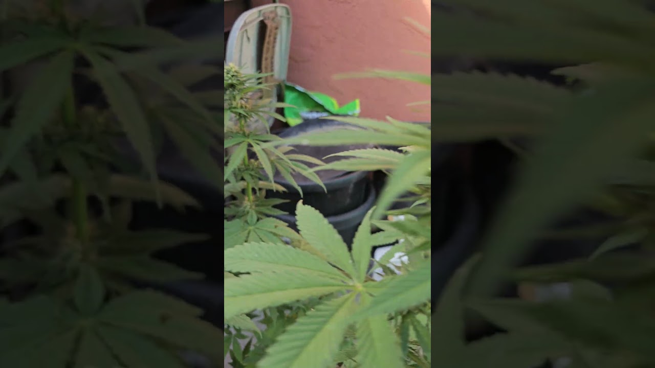 buds? where? #smokeweedeveryday #firsttimegrower #youtubeshorts #shortvideo #cannabis #viral