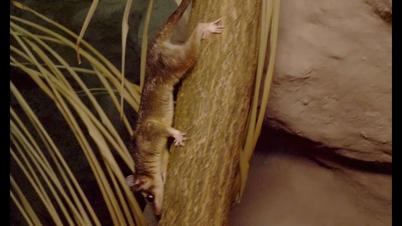 Neue Opossum-Familie im Papiliorama