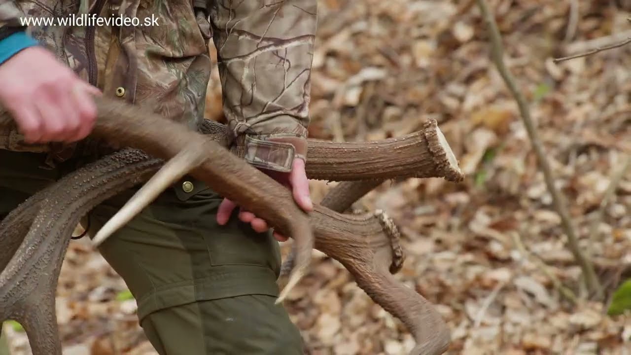 N&aacute;jden&eacute; parohy jeleňa