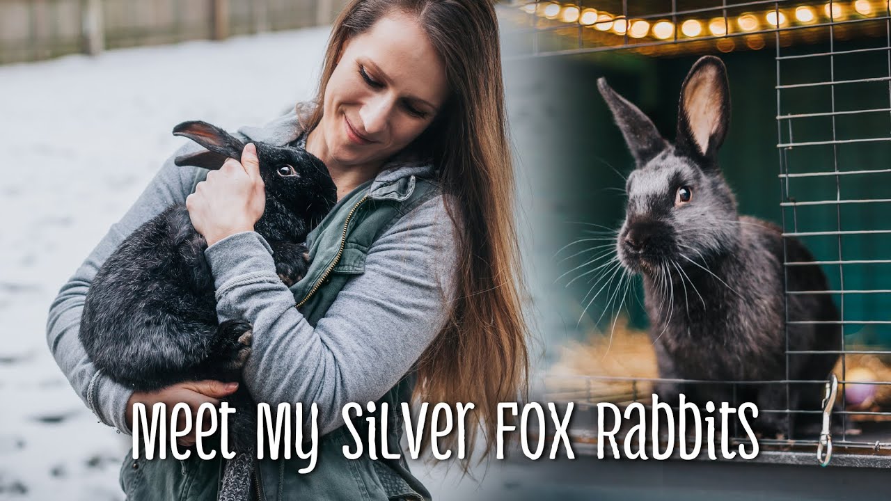 Meet My SILVER FOX Rabbits