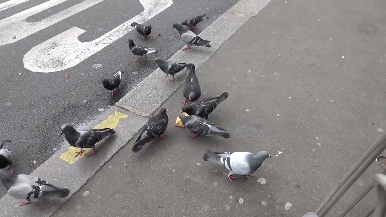 Le repas des pigeons
