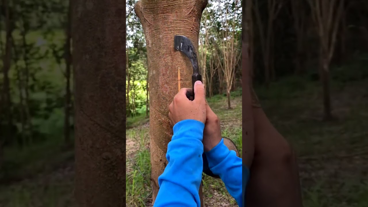 LifeStyle Cutting #fruit #trending #tree #fruit #seafood #farming
