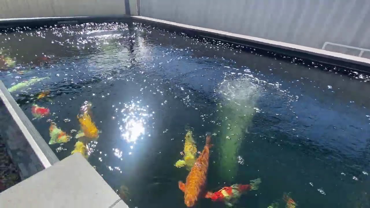 Koi ponds 24 August 2025
