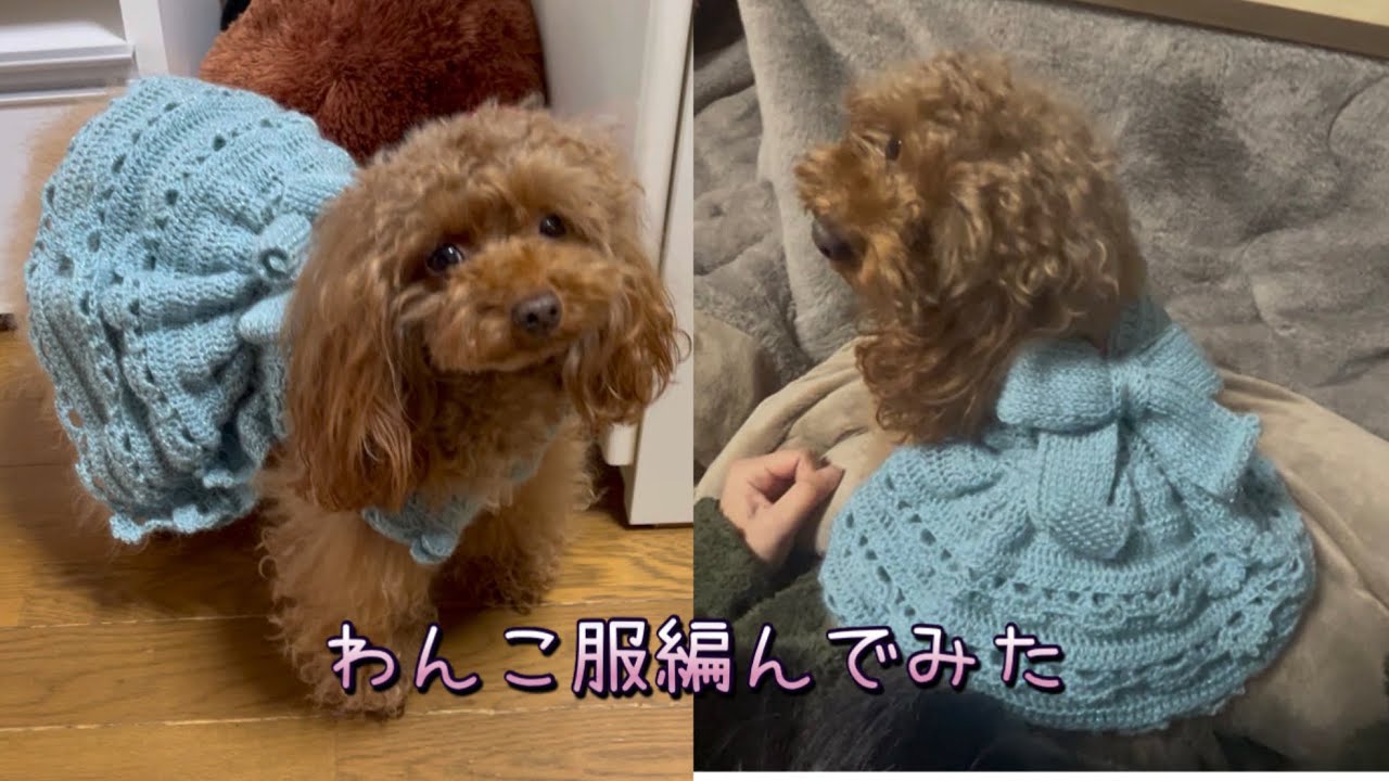 【わんこ服】ラメ入りのブルーの糸で編んでみたら可愛かった#トイプードル #かぎ針編み #編み物 #かぎ針編み犬服