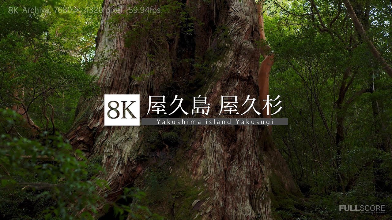 [8K footage] Yakushima island Yakusugi [屋久島 vol.2 屋久杉 8K]