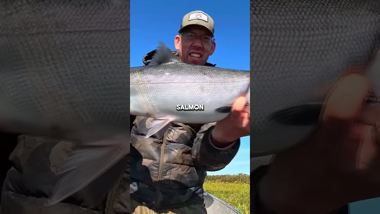 Catching and Cooking Fresh Sheefish in Alaska. #shorts #outdoorboys #usa