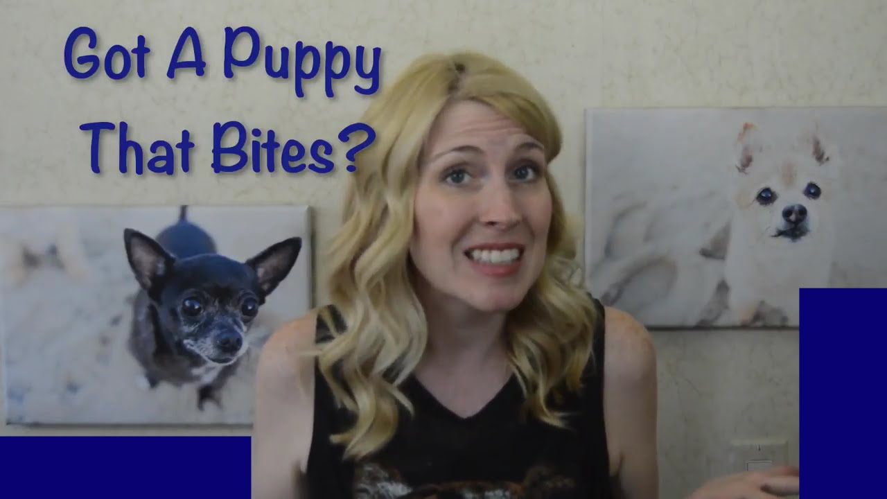 How To Get My Puppy To Stop Biting