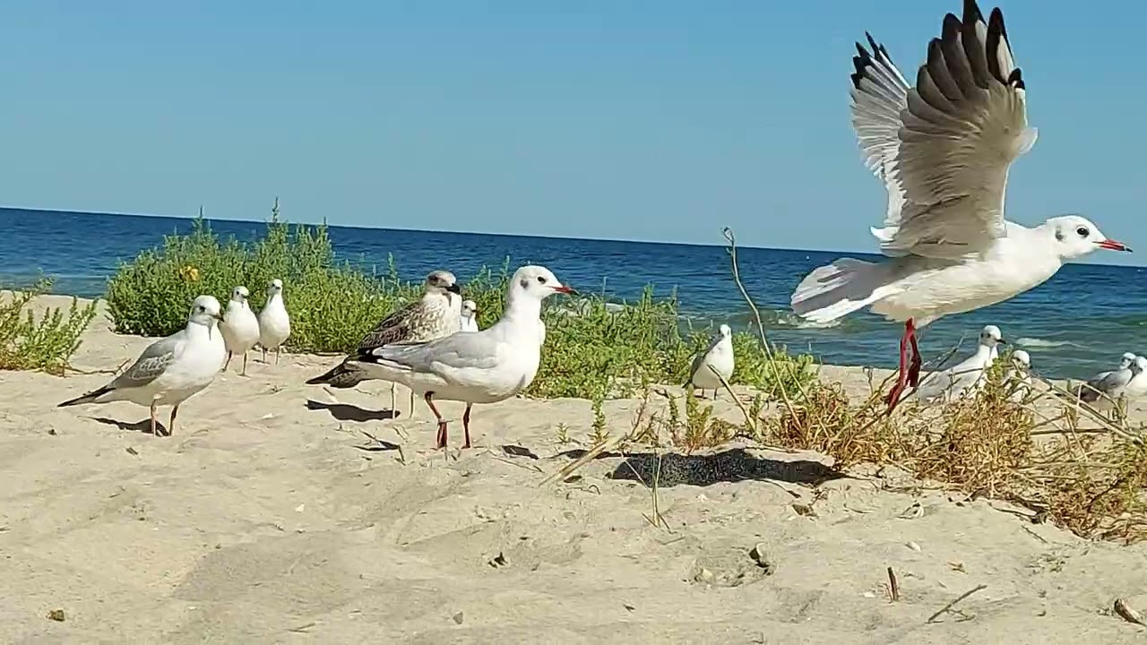 А на море белый песок @Andreshek24 @SerEsken 