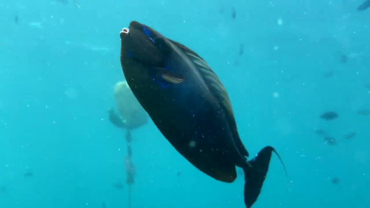 SCUBA Diving in the Maldives with Werner Lau Diving Centre Filitheyo (February 2024)