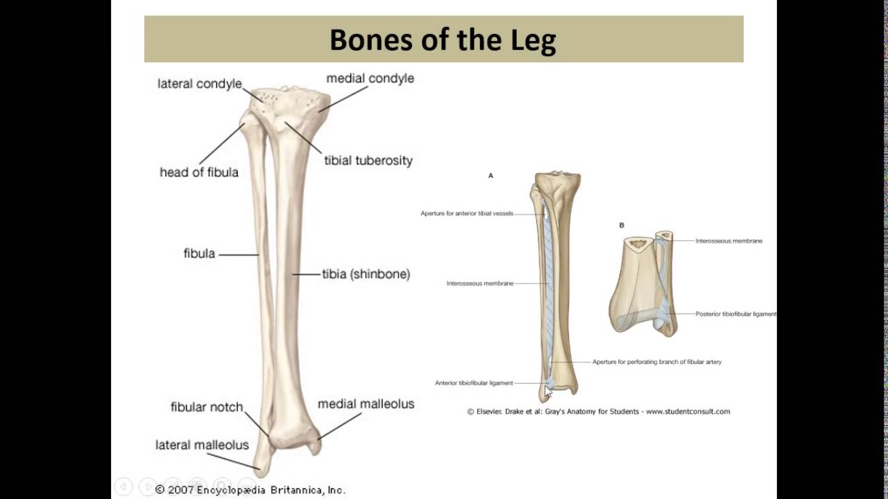 Anatomy || LEG || Dr. Yusuf ||