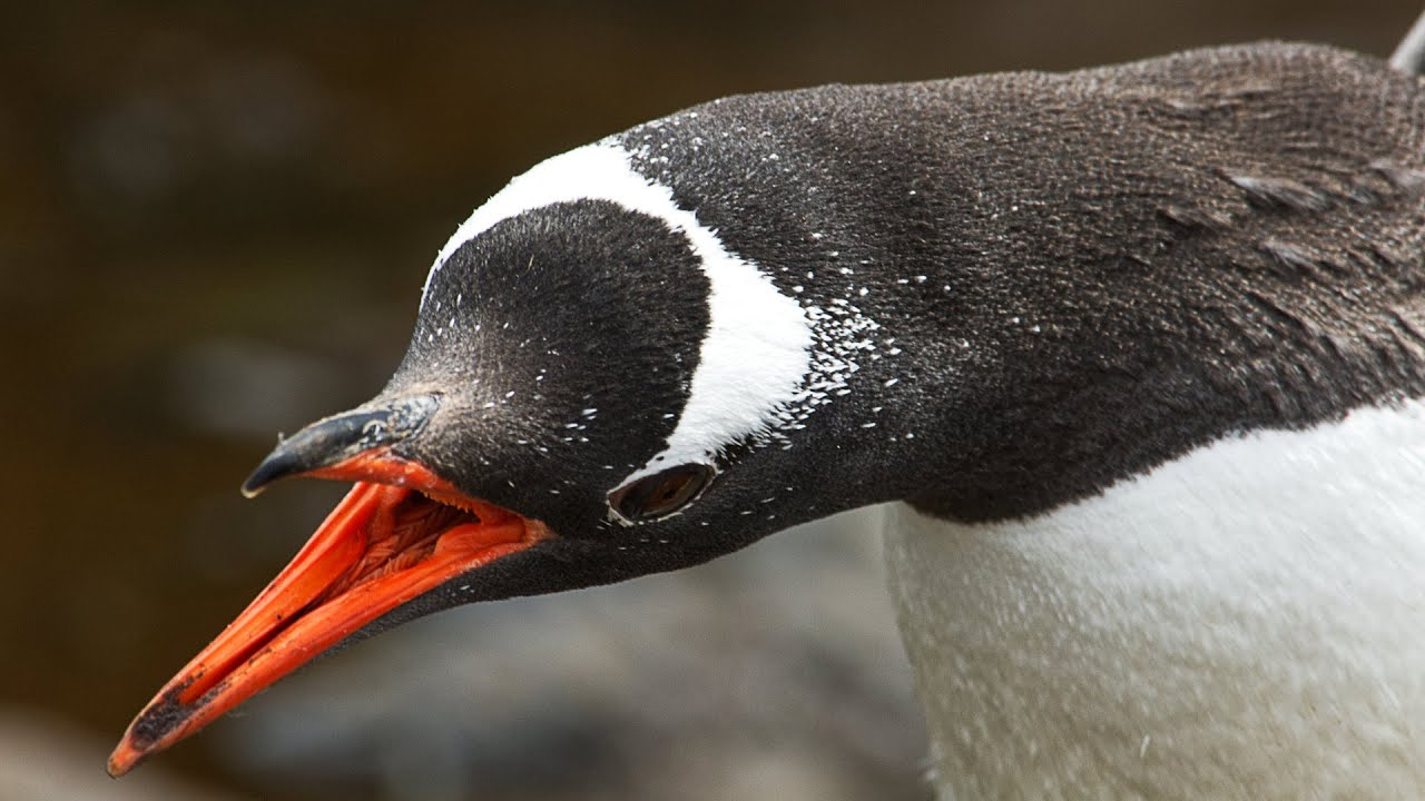 The Complete Antarctica: Falklands, South Georgia, and Antarctica