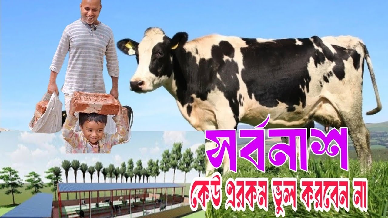 কম খরচে গরুর ঘর নির্মাণ | সঠিক ডিজাইন ও ভেন্টিলেশন | Cow Shed Construction Bangla