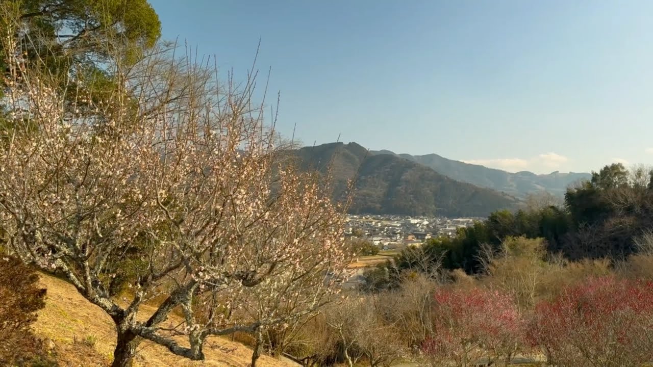 2026/02/20　四分咲き　龍王公園の梅園　〜愛媛県内子町〜