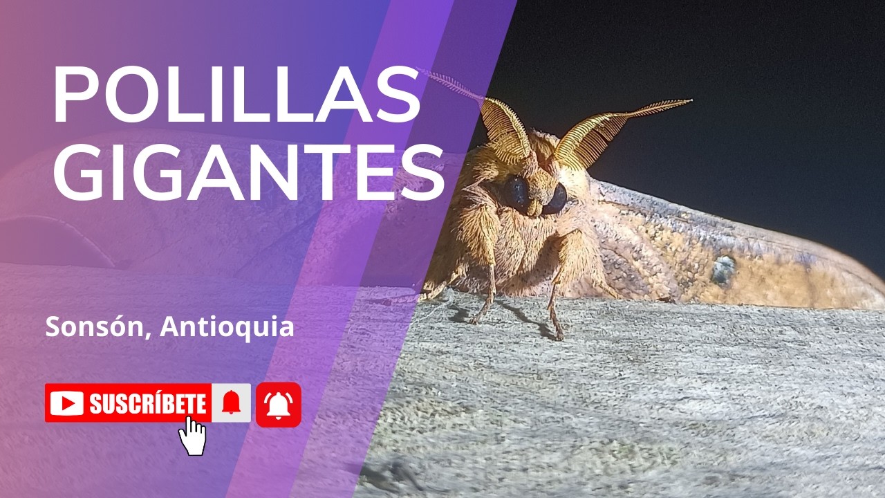 🦋 ¡POLILLAS EXTRAÑAS en una SOLA NOCHE! 🌙 Las mejores del Hostal Sunrise