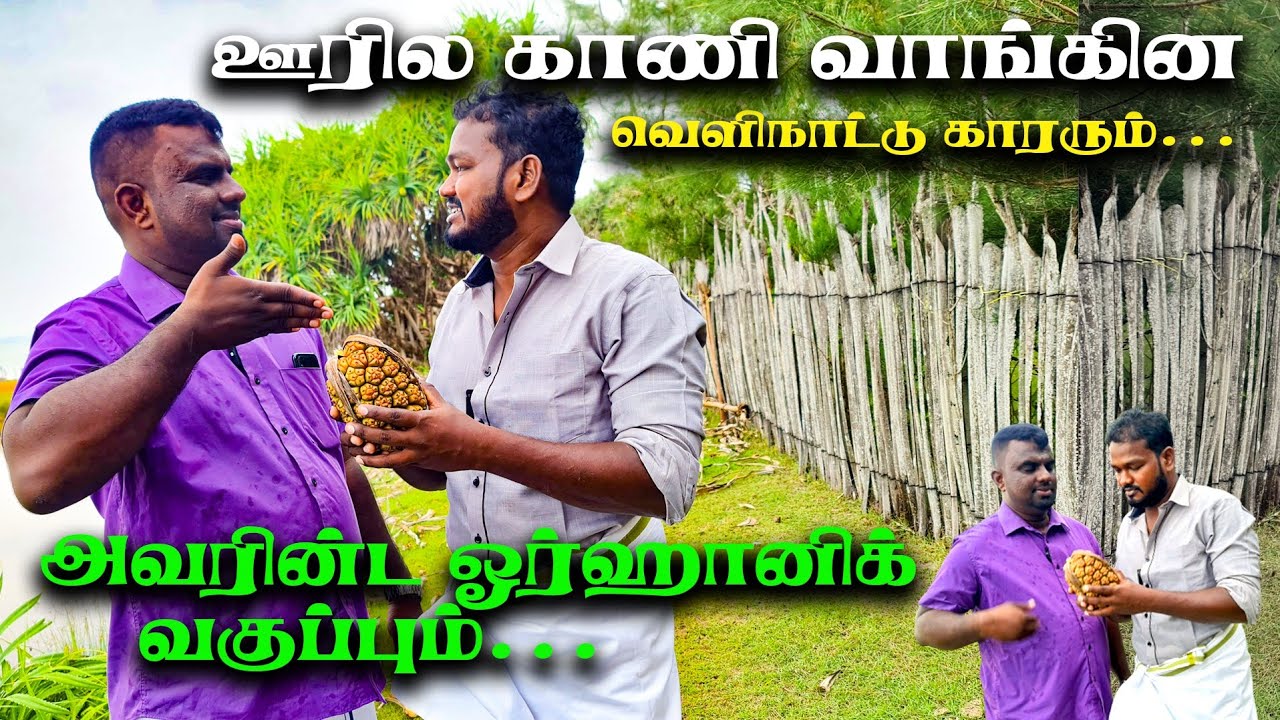 ஊரில காணி வாங்கின வெளிநாட்டுகாரரும்.... குஞ்சரும் - ராயனும் வதைப்பு! | Jz Tamil
