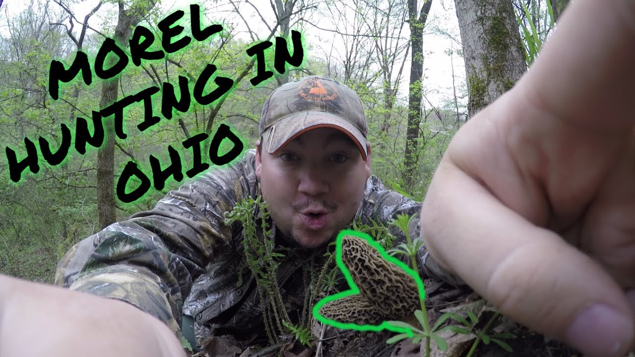 MOREL mushroom HUNTING in Ohio ( awesome day )