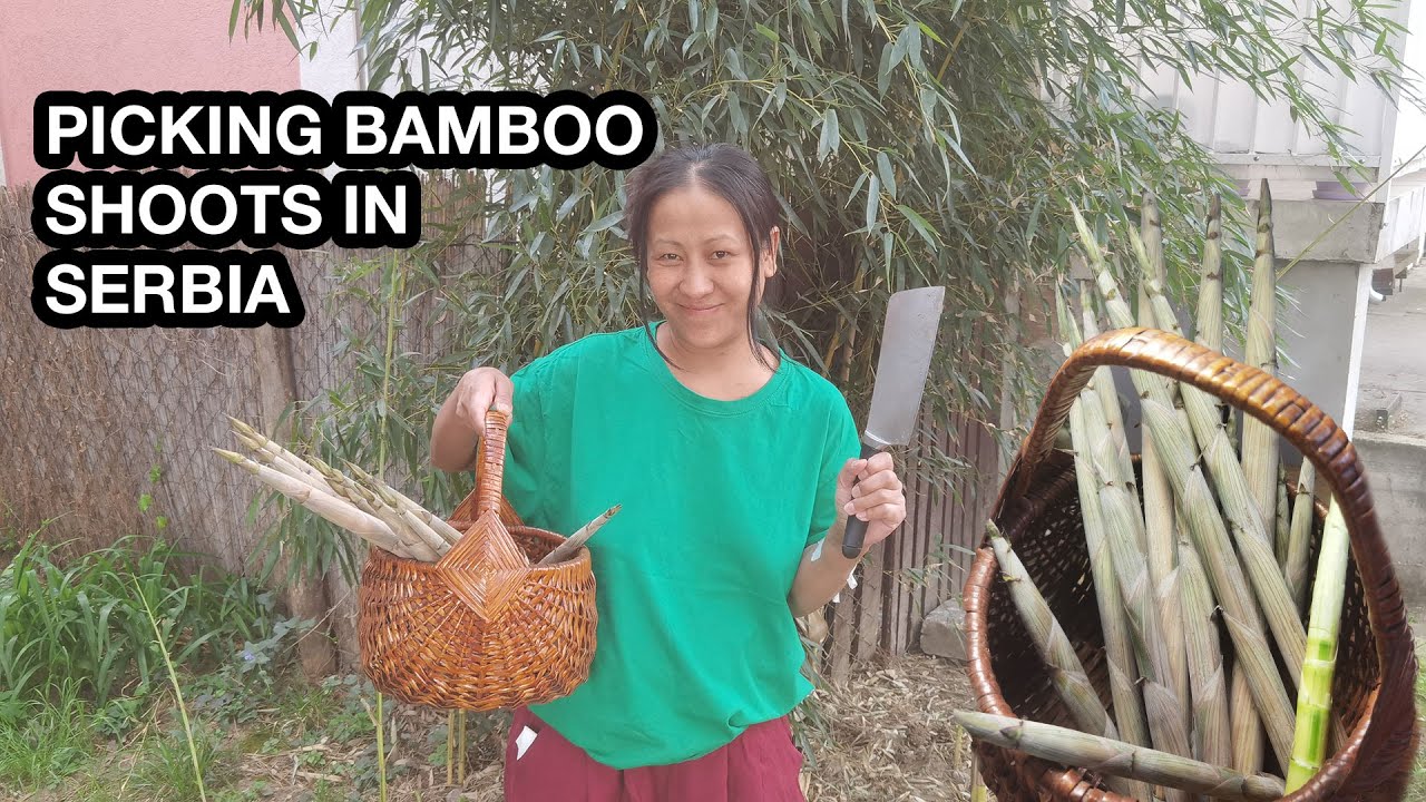 PICKING BAMBOO SHOOTS IN SERBIA/BAMBOO SHOOTS/TANGKHUL VLOG/BAMBOO SHOOTS IN SERBIA