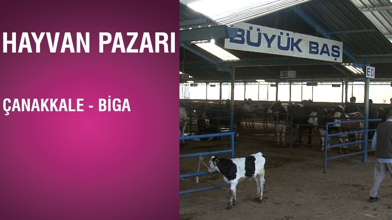 Hayvan Pazarı - Çanakkale / Biga
