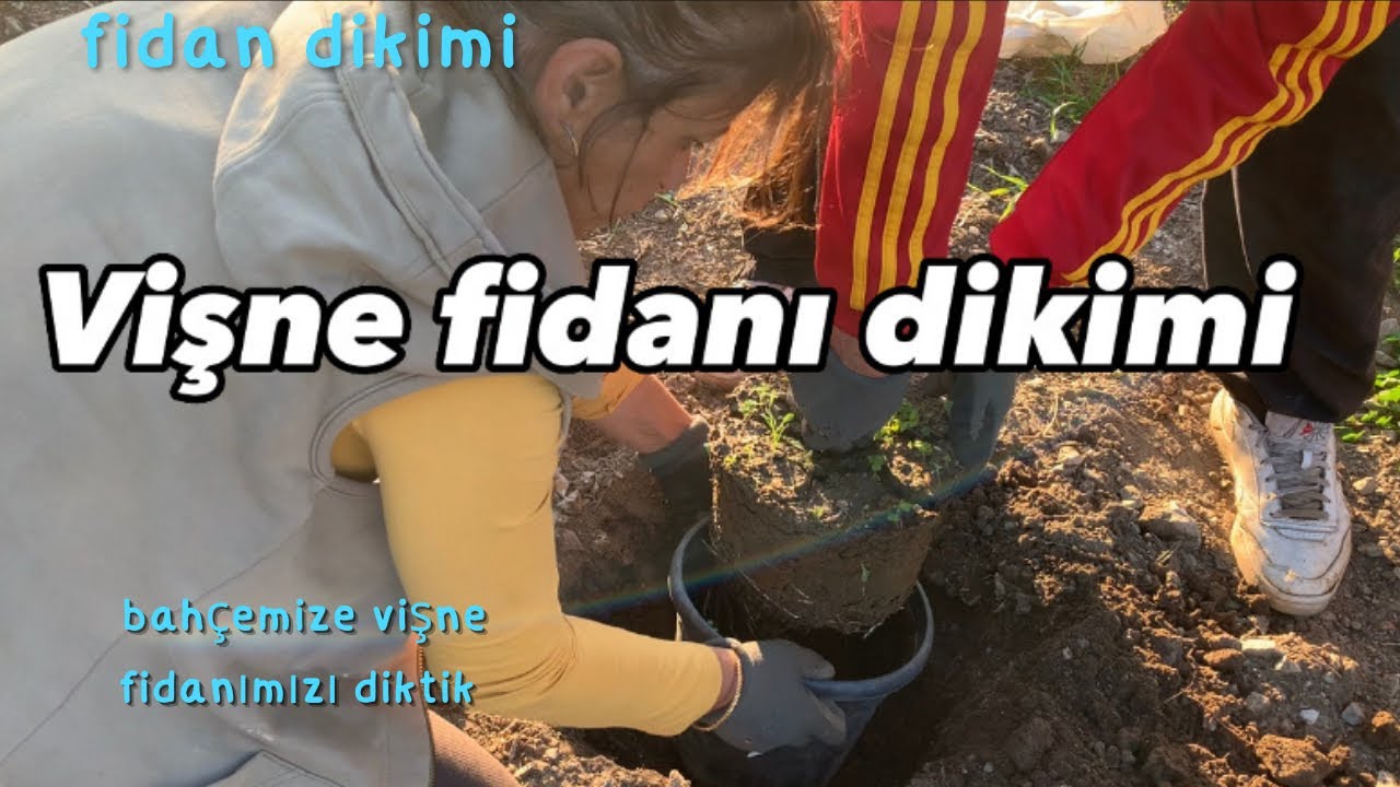 Vişne fidanı nasıl dikilir/meyve fidanı nasıl dikilir/vişne fidanı dikim nasıl yapılır
