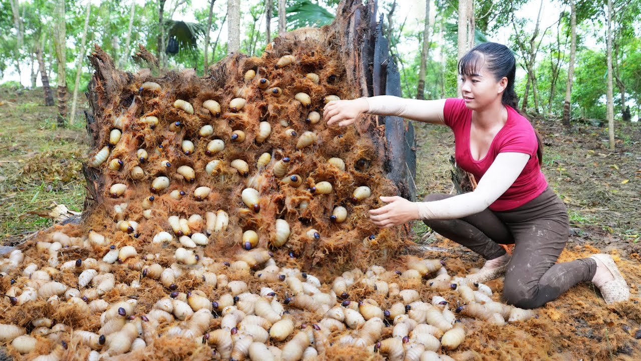 Harvesting A Lot Of Palm Weevil In Rotten Palm Trunks Goes To Market Sell | Free Bushcraft
