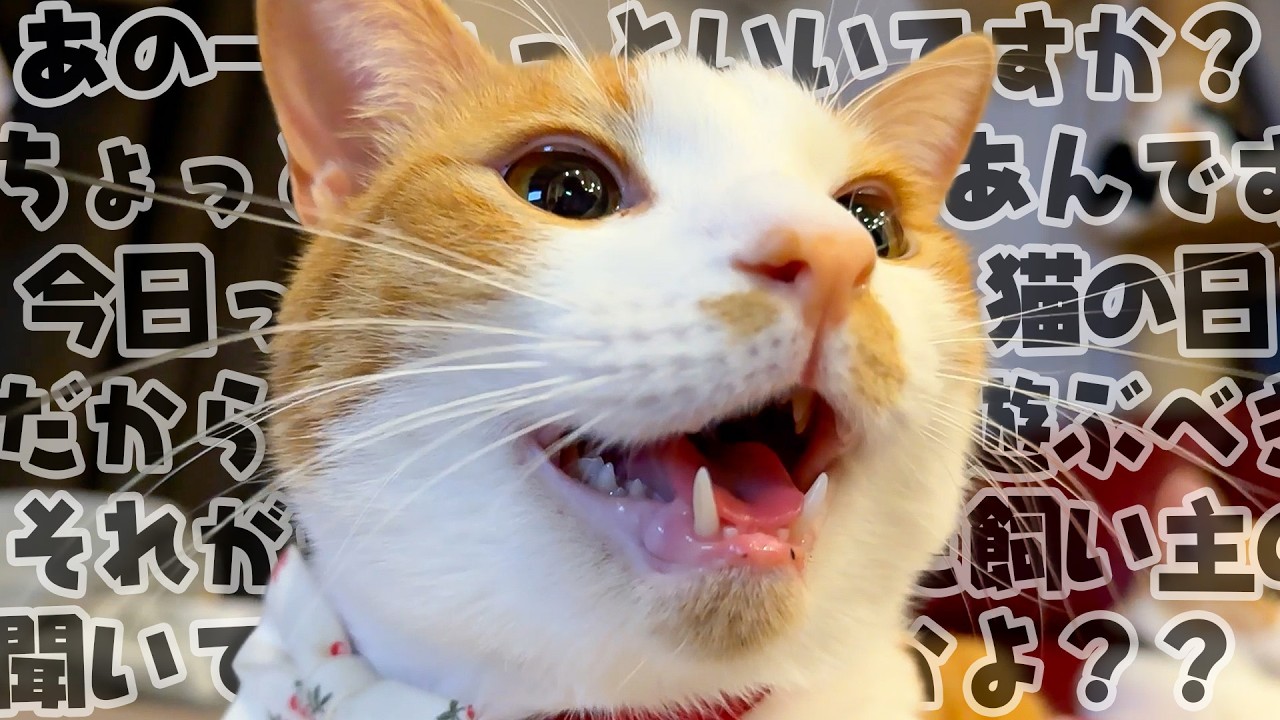 猫の日だからってすごい勢いで猫が話しかけてきました。
