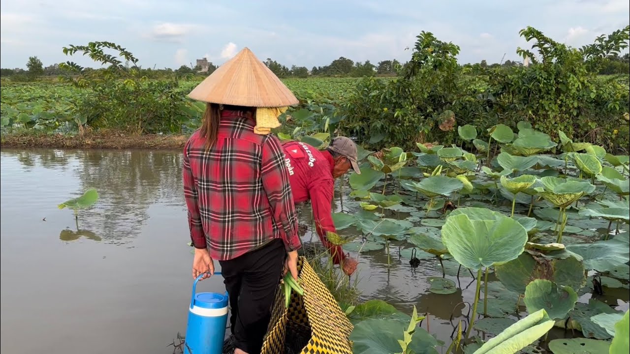 Phải nói ở khu ruộng sen nầy cá lóc ú thiệt luôn Cắm câu cá lóc ở cánh đồng Sông Đinh VXĐ # 574