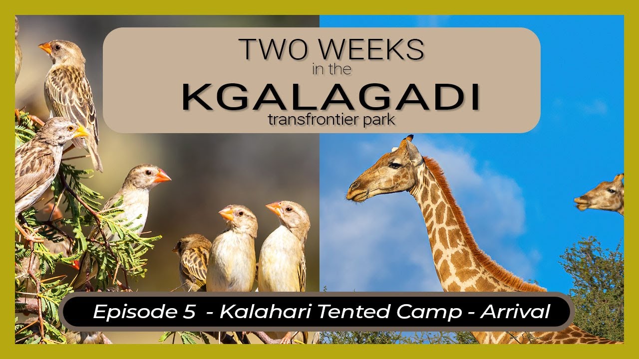 Two Weeks in the KGALAGADI - Episode 5 - Kalahari Tented Camp Part 1 - Arrival