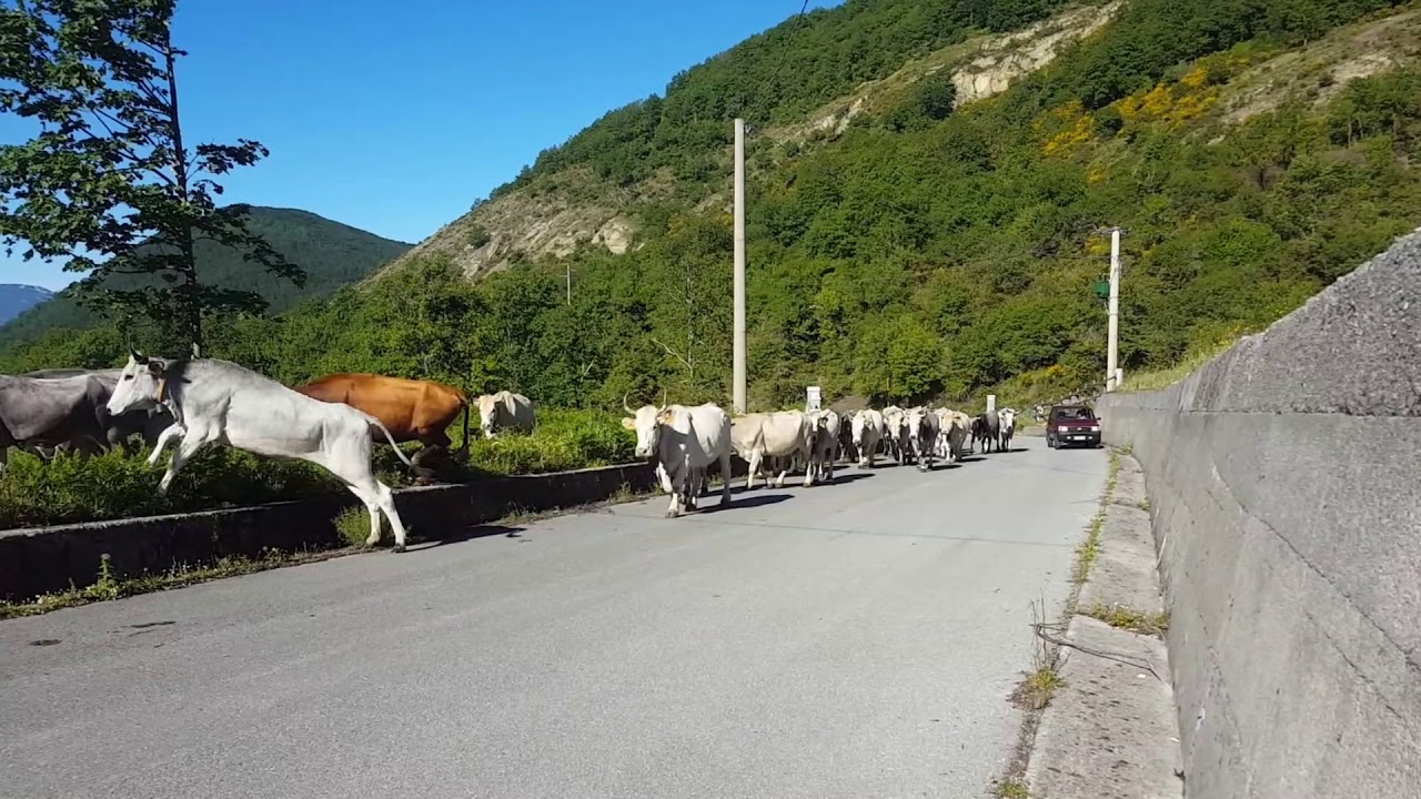 Transumanza verso il Monte Sirino