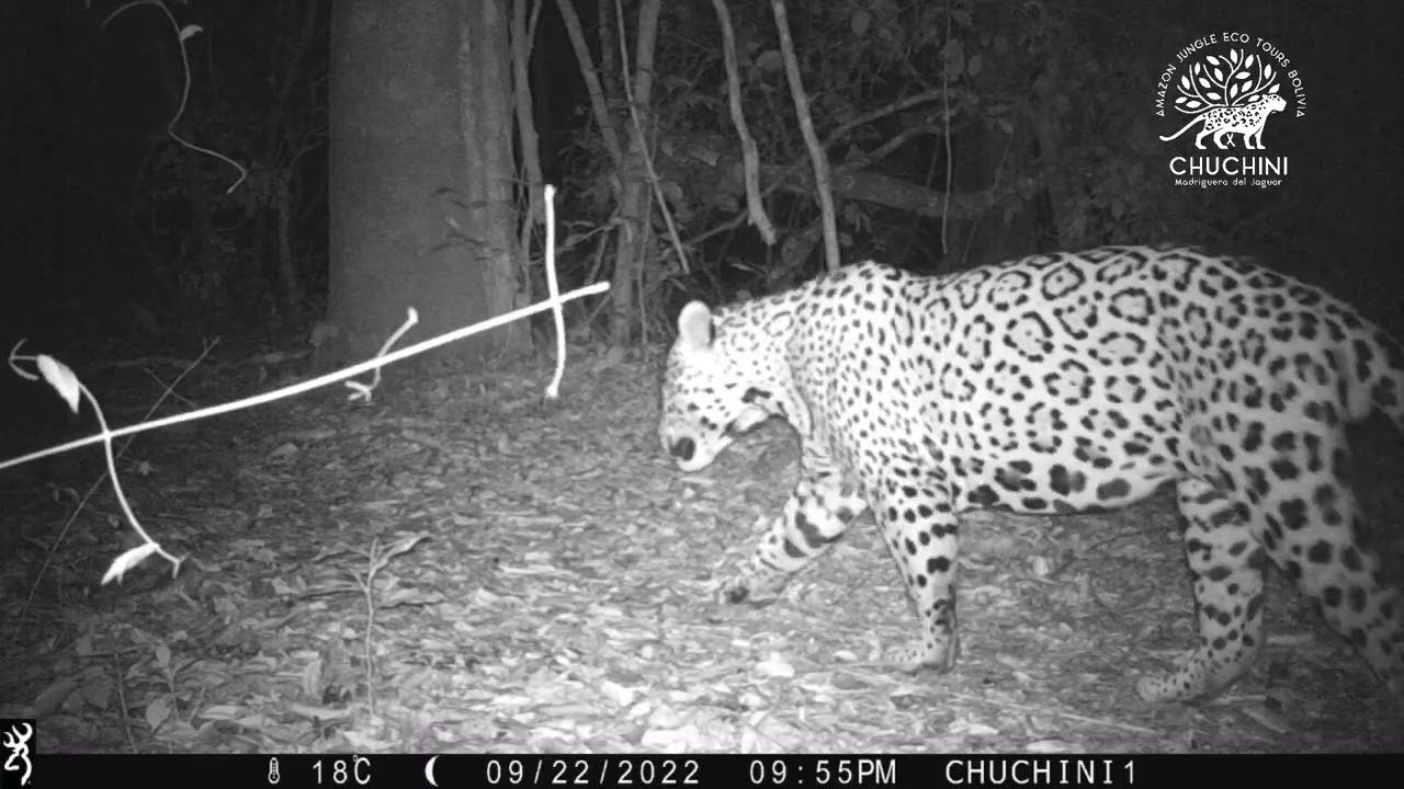 [Camera Trap] CHUCHINI ECO RESERVE - Wild Animals Amazon Jungle Rainforest 2022 Trinidad Bolivia