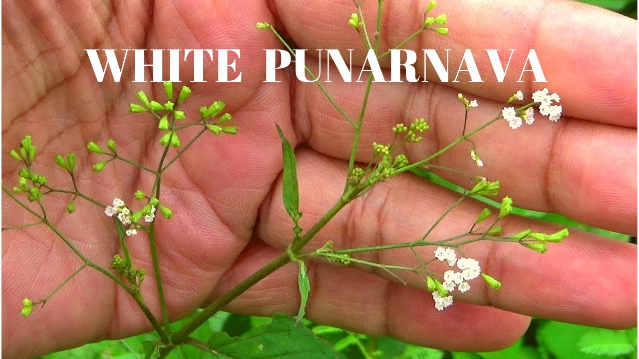 सफेद पुनर्नवा की पहचान │Identification of White Boerhavia diffusa Herb By Vishal Sathye