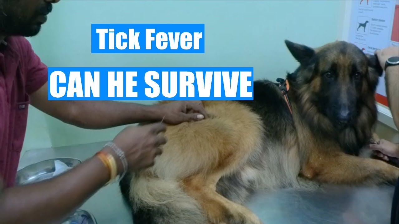 Max has got a Dangerous Tick Fever 😥| German Shepherd Dog