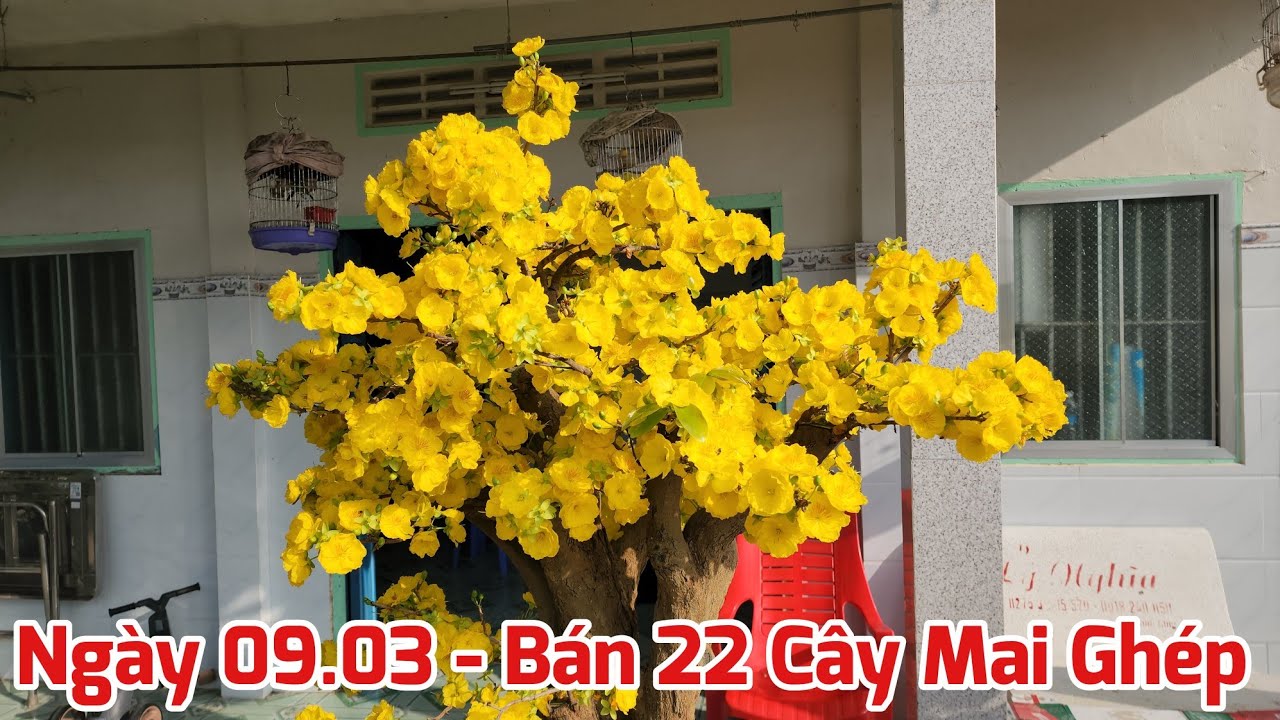 Ngày 09/03 - Bán 22 Cây Mai Ghép