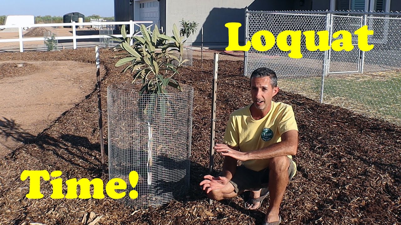Planting Loquat Trees in Arizona | Fall Fruit Tree Planting