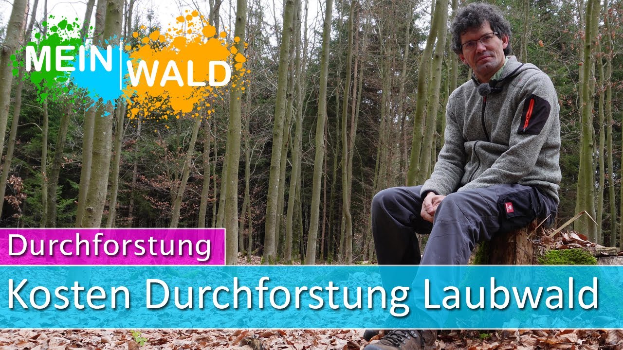 🌳💰Was kostet die Durchforstung im Laubholz?