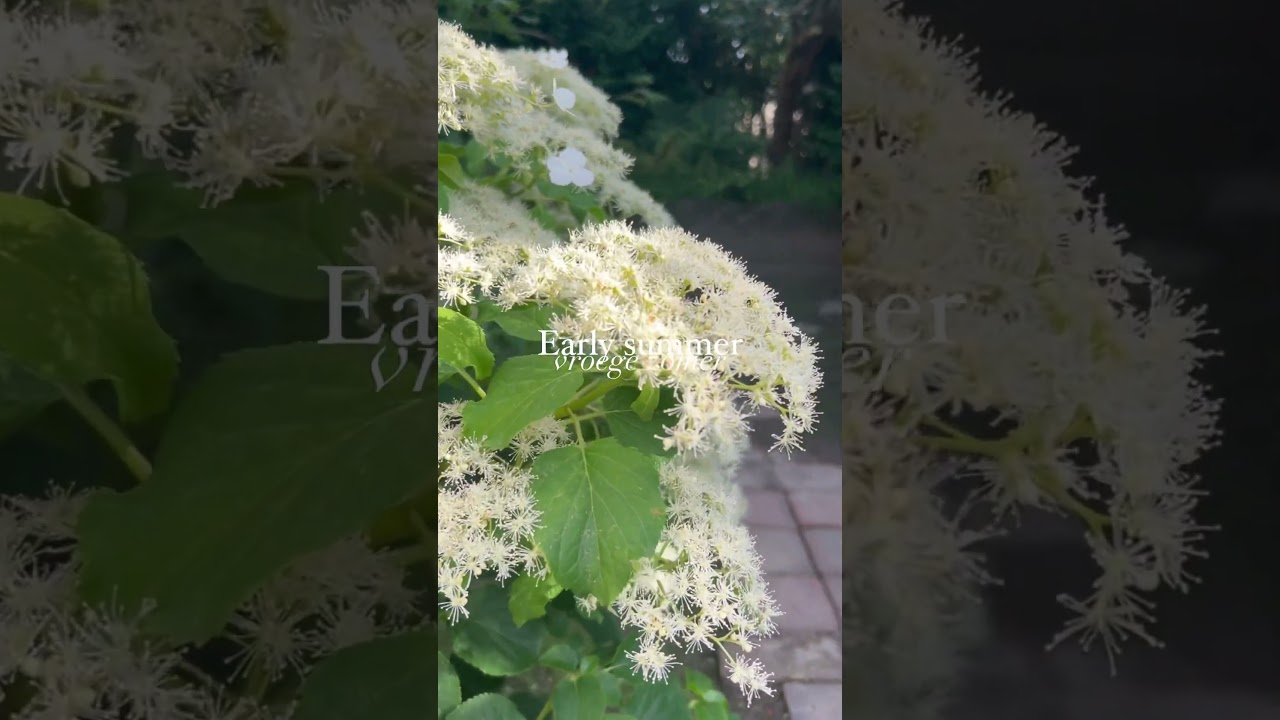初夏の庭 Early summer garden オランダ・リンブルフ地方より #earlysummergarden #garden  #tuinieren #ガーデニング