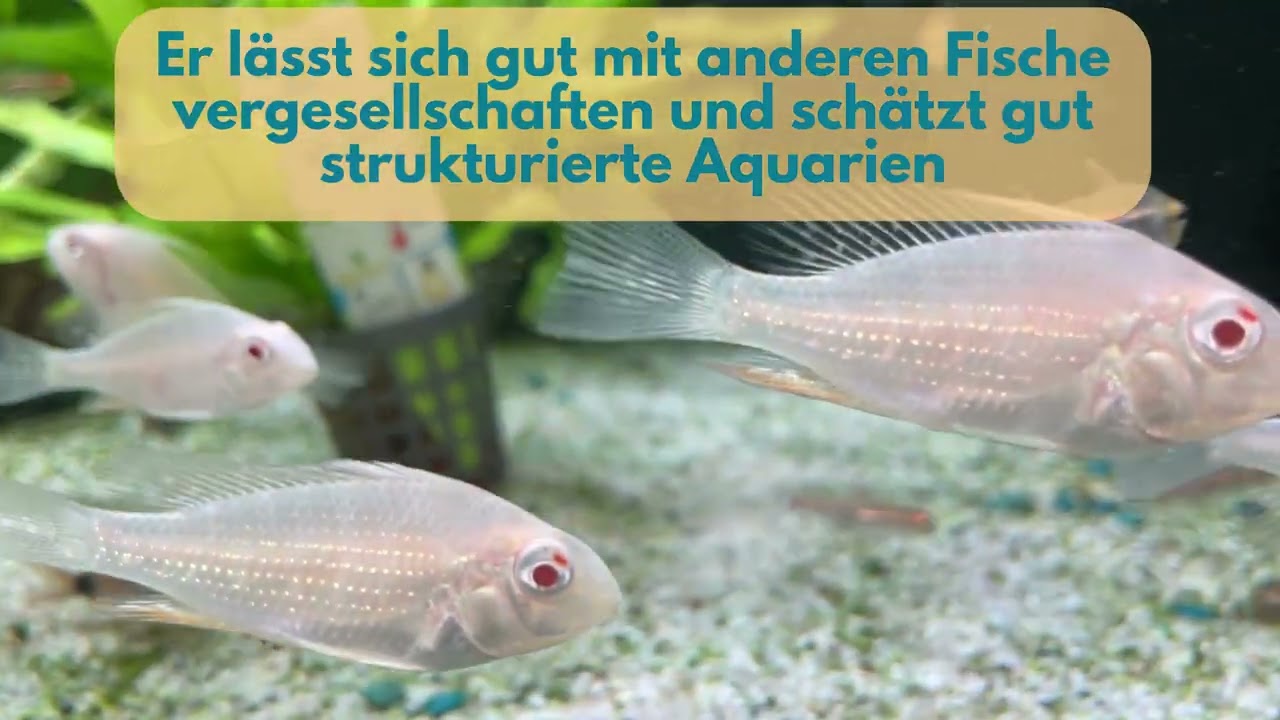 Albino Heckels Buntbarschs (Acarichthys heckelii)