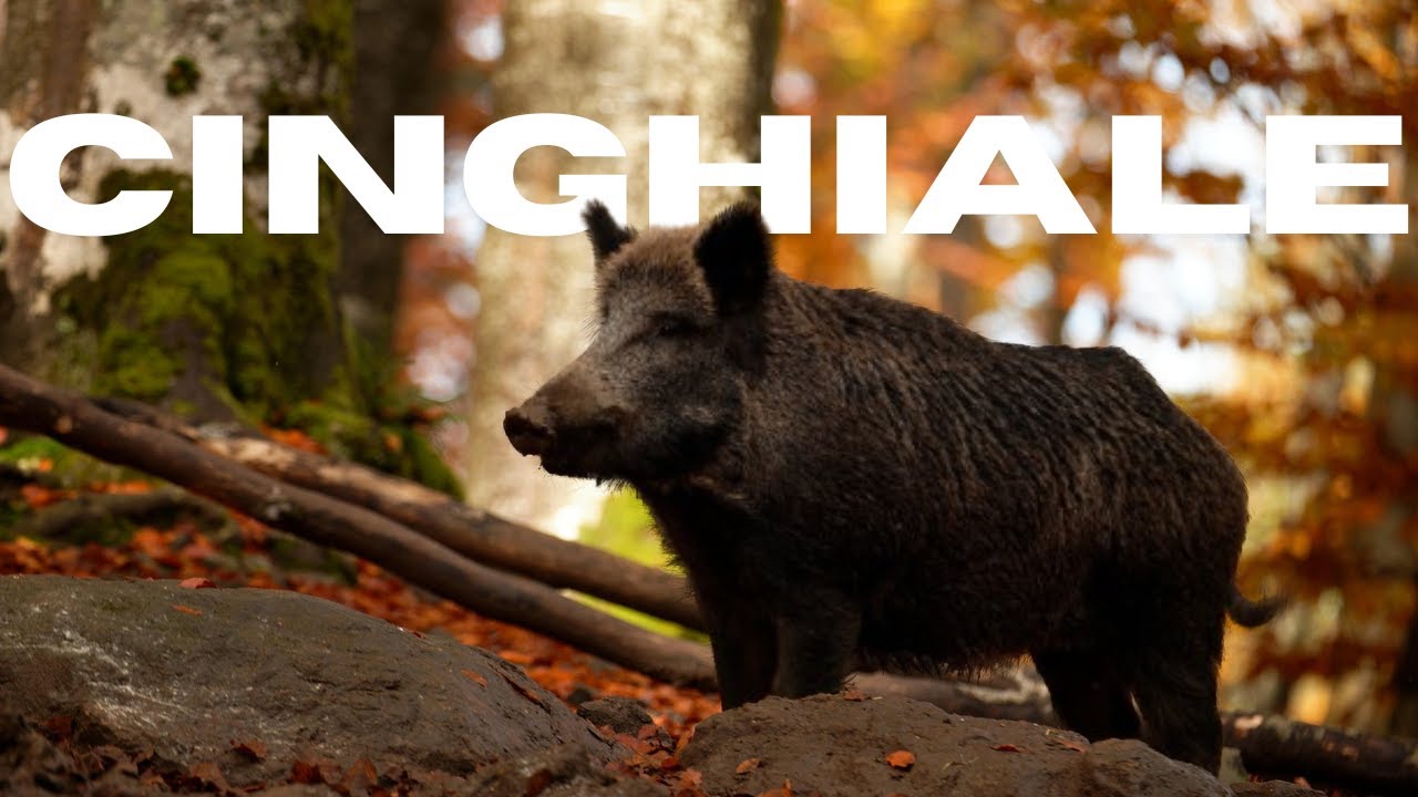 Lezione Mammiferi Appennino | Ep. 10: Il Cinghiale –L'Animale Eterno