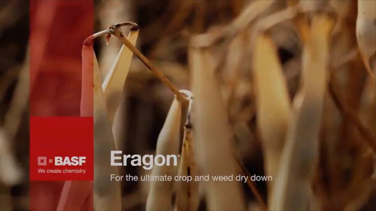 Eragon Harvest Aid for Pre-harvest crop and weed dry down | BASF