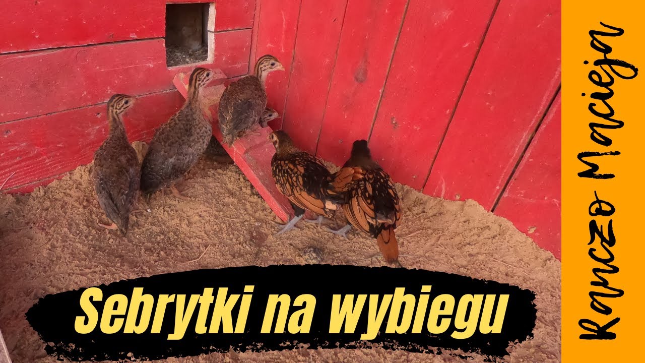 Sebrytki na wybiegu #172