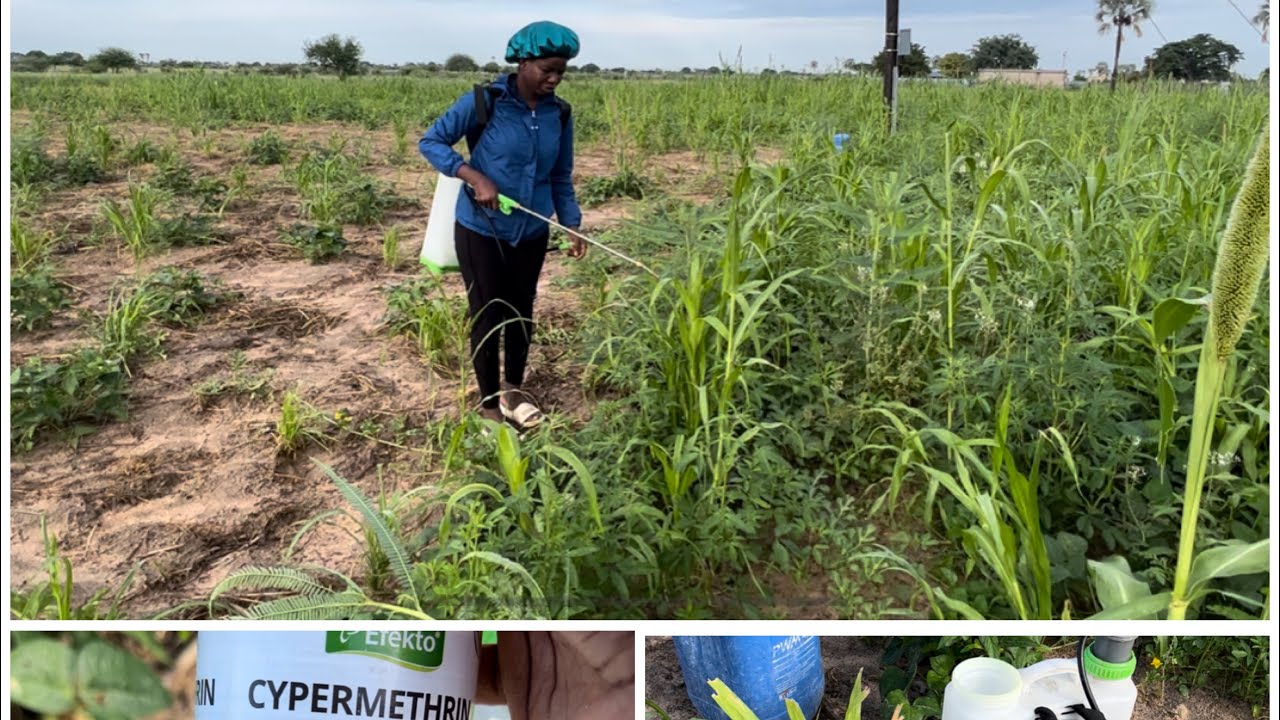 Village Vlog🇳🇦: Spraying Insecticides on our Mahangu Crops/Pearl Millets to Improve our Yield.