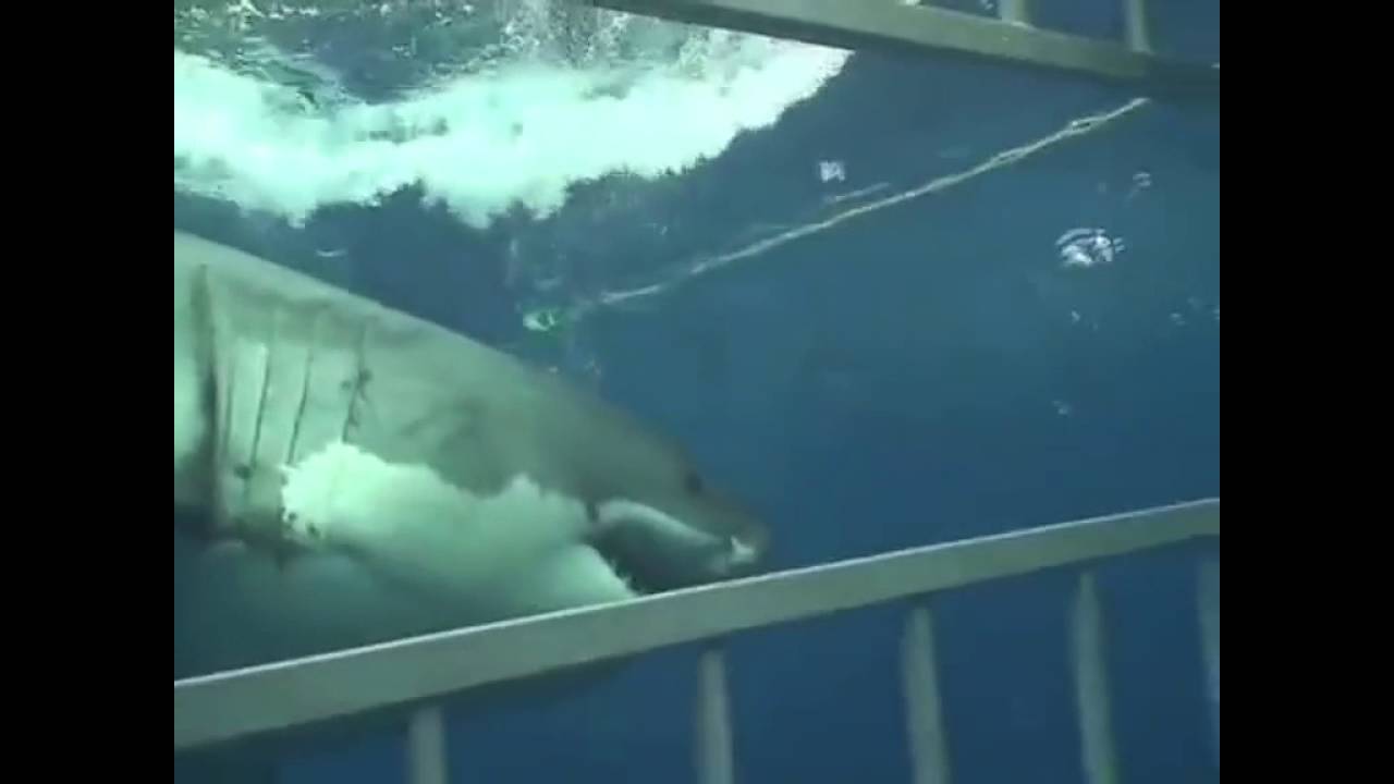 〔危険〕ホオジロザメ