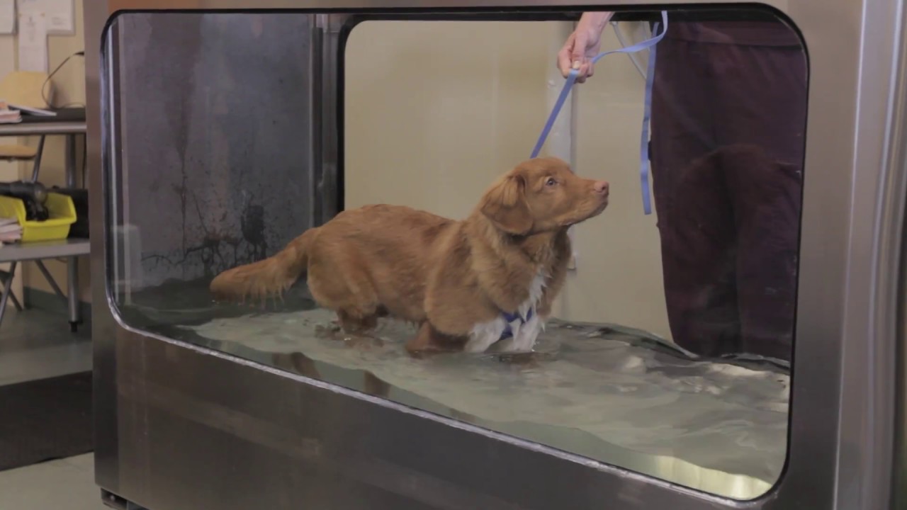 Canada West Veterinary Specialists
