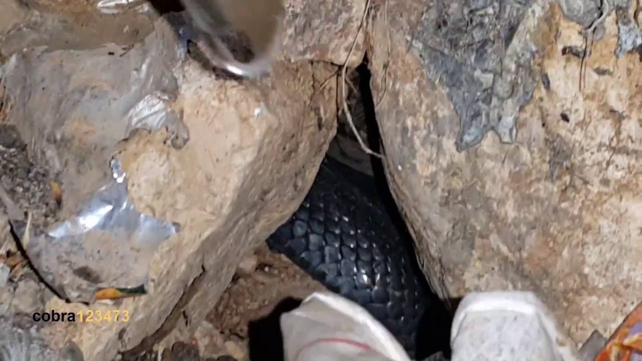 انقاذ عربيد ذكر  وتعمدنا هروب الانثي خوفا من قطعها  مع جمال العمواسي