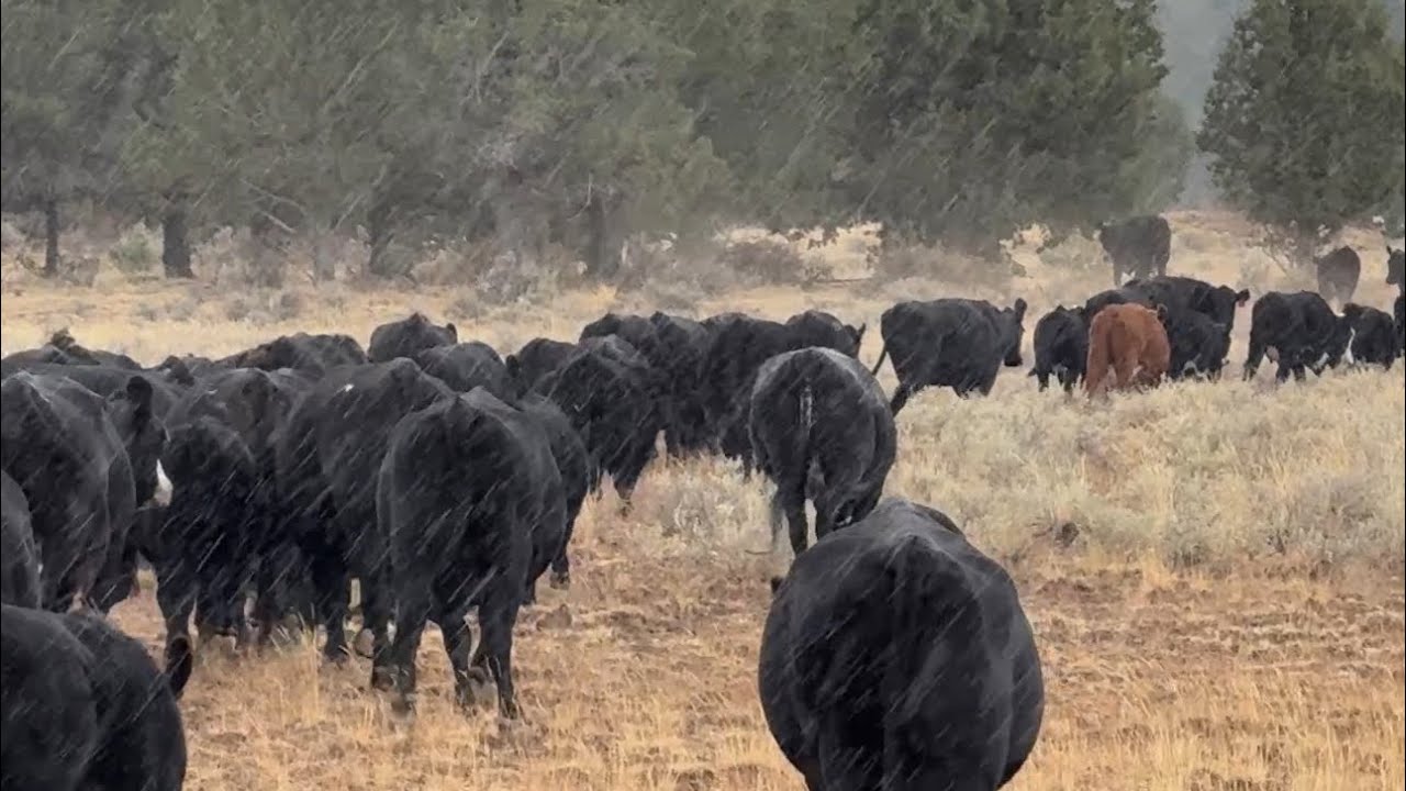Muy Buen Día/ Más De 100 Cabezas De Ganado 🐄 Me Agarró La Tormenta 09/21/2025