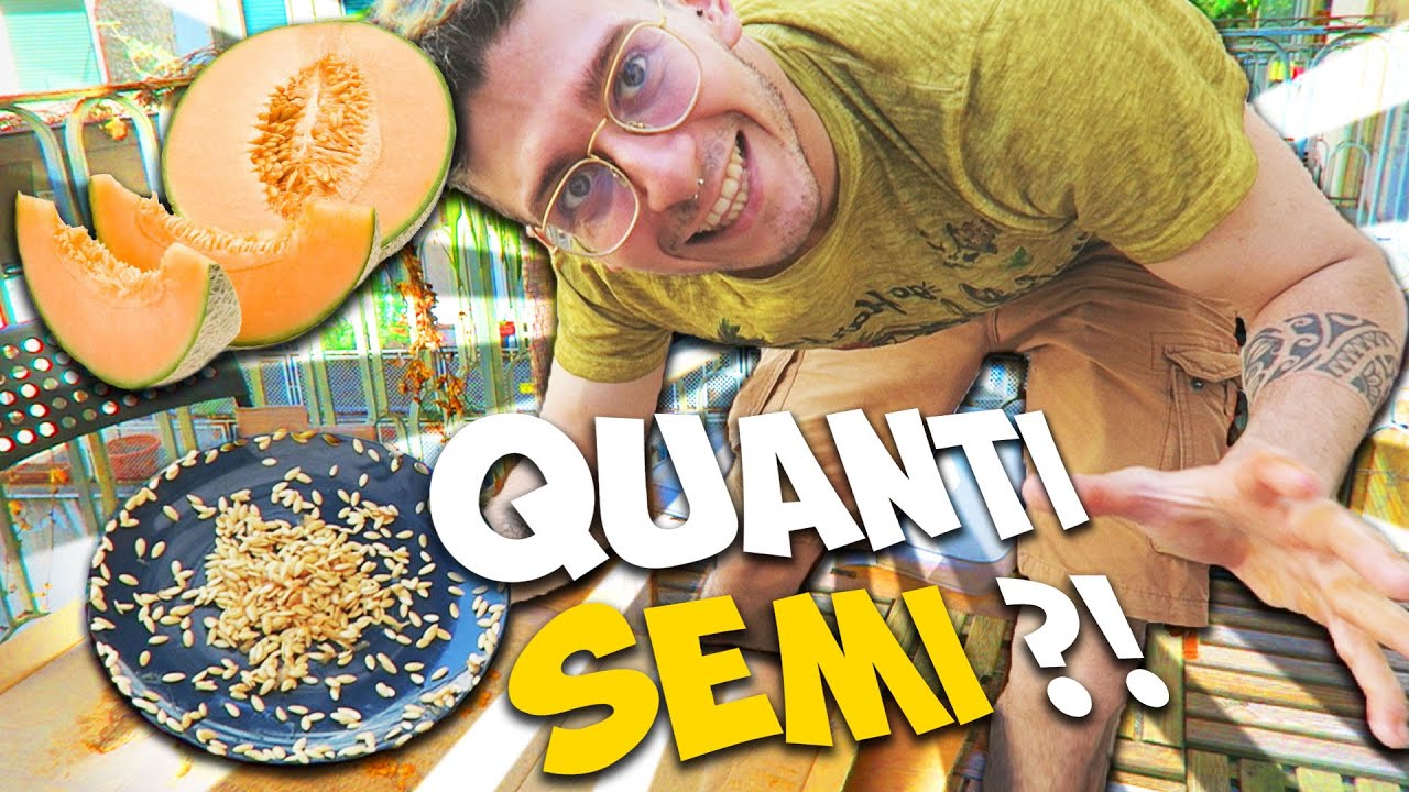 Quanti semi ci sono in un melone ?