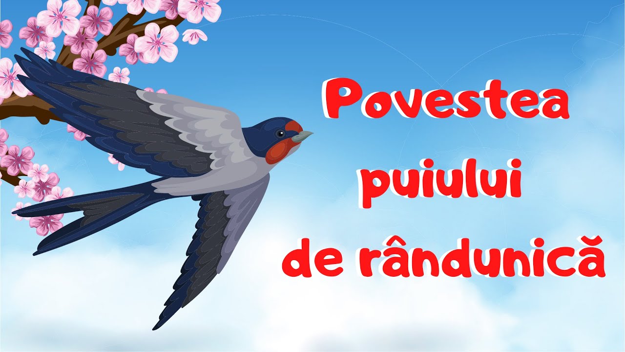 Povestea puiului de r&acirc;ndunică || poveste|| randunica|| păsări călătoare